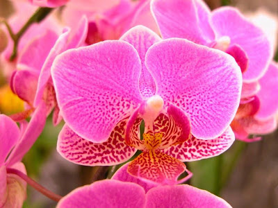 Orkide Çiçeklerin Farklı Renkleri | ojok nesu blogs