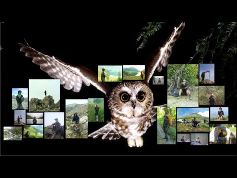 Burung Dares Download Wallpaper