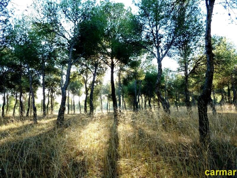 RINCONES DE ZARAGOZA Pinares de Venecia