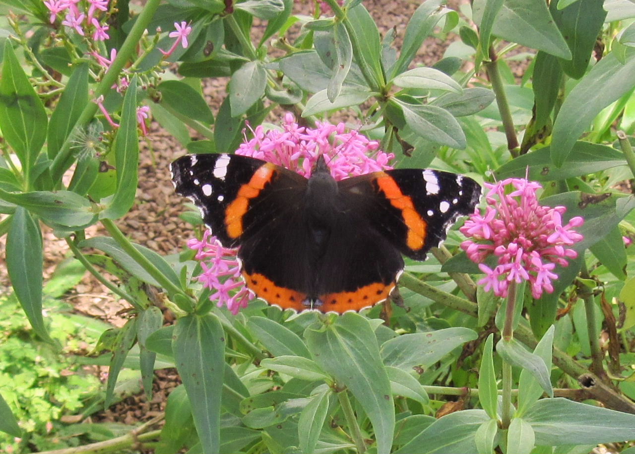 Largo Baywatch October Red Admirals