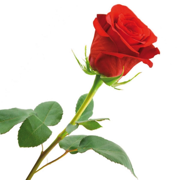 Pluma Y Data: Ni Con El Pétalo De Una Rosa...