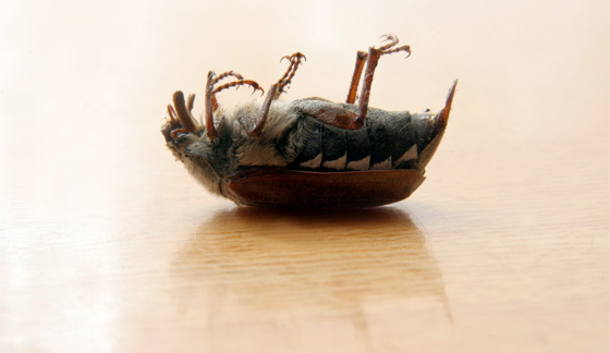 My Cool Pins: Why Do Bugs Turn Over on Their Backs When They Die?