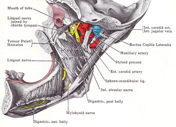 articulatio mandibulae temporalis