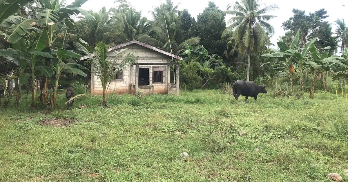 Farm Lot in Ubay, Bohol is For Sale (Philippines)