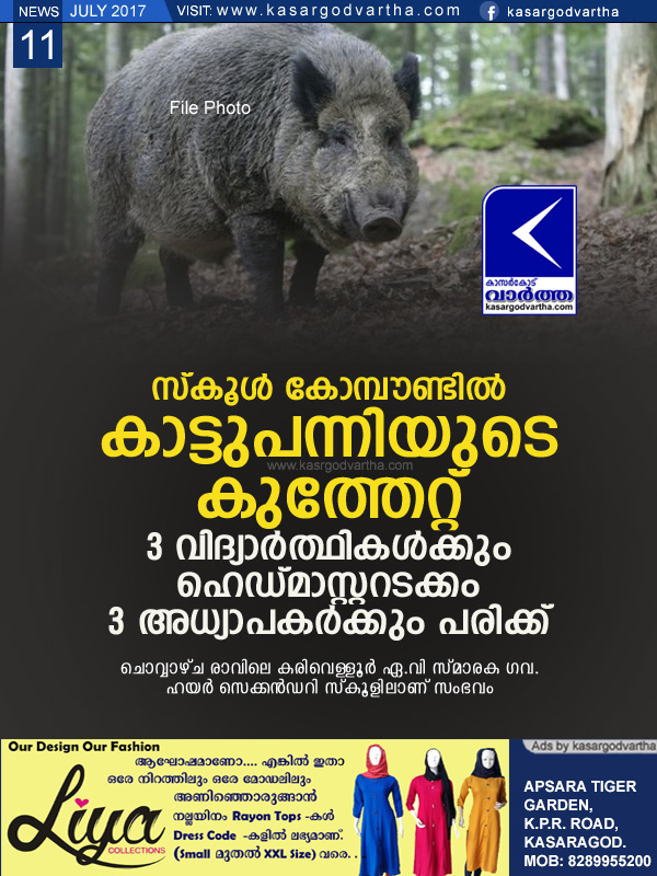 Kasaragod, Kerala, news, Top-Headlines, Karivellur, Wild pig attack; Teachers and students injured