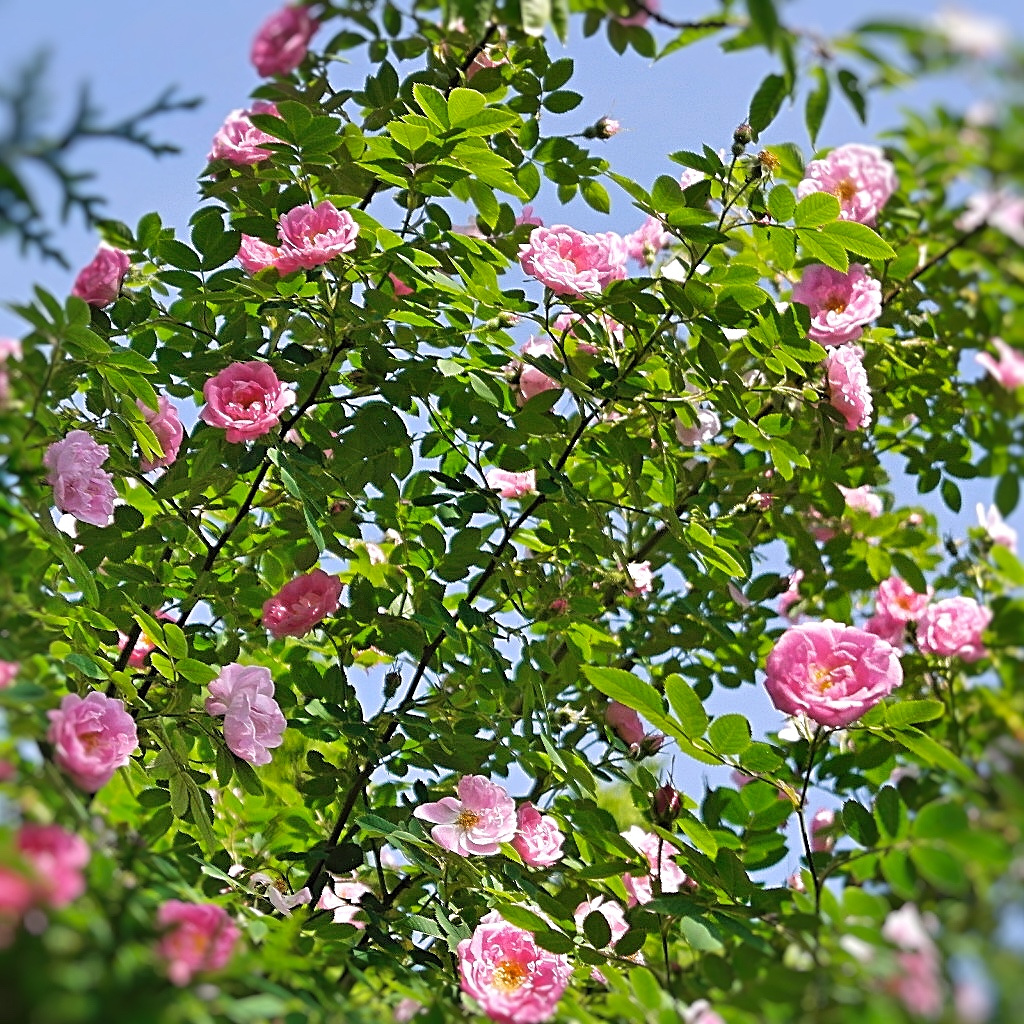 Floral Passions Roses Roses