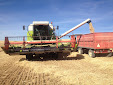 Cereal harvesting days... machinery has changed a lot / Cosecha de cereales... mucho ha cambiado la maquinaria