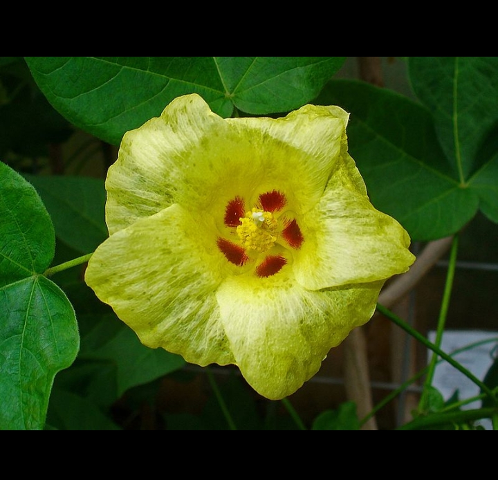 Farmer's.sunilkumar COTTON PLANT