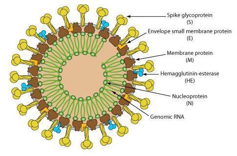 struktur virus yang tergolong genus flavivirus