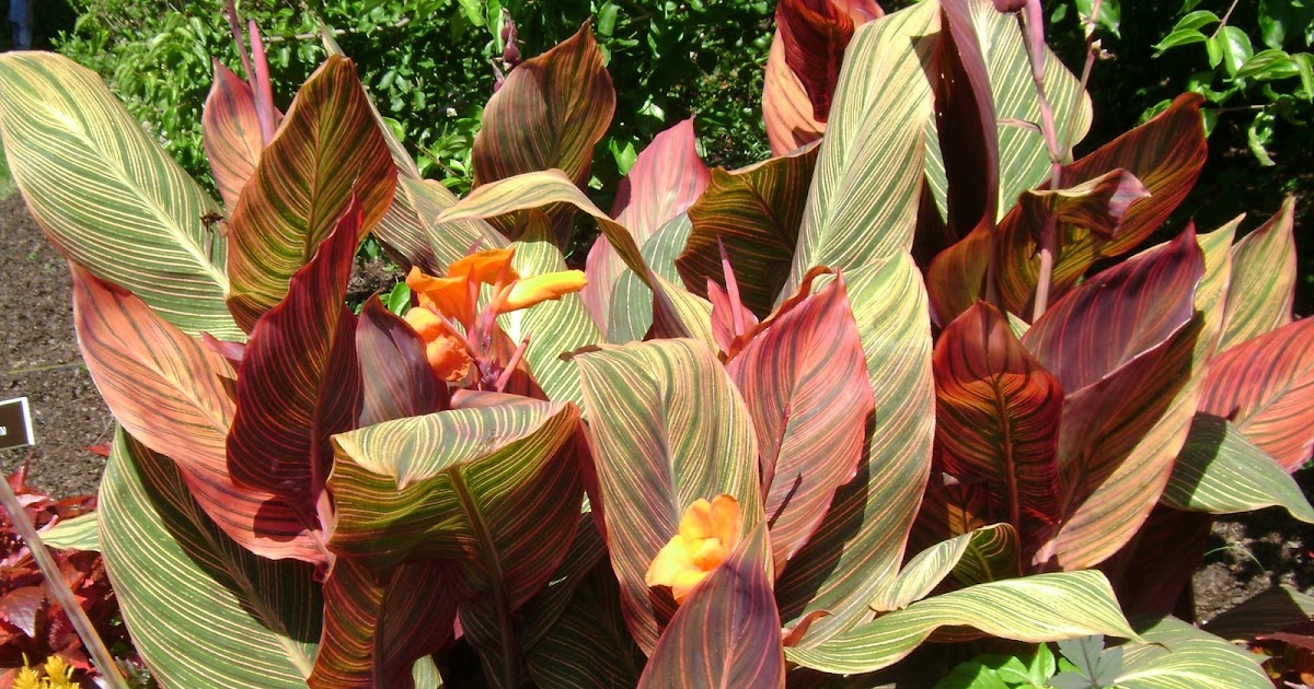 GoGardenNow The Gardening Blog Cannas Bright and Bold