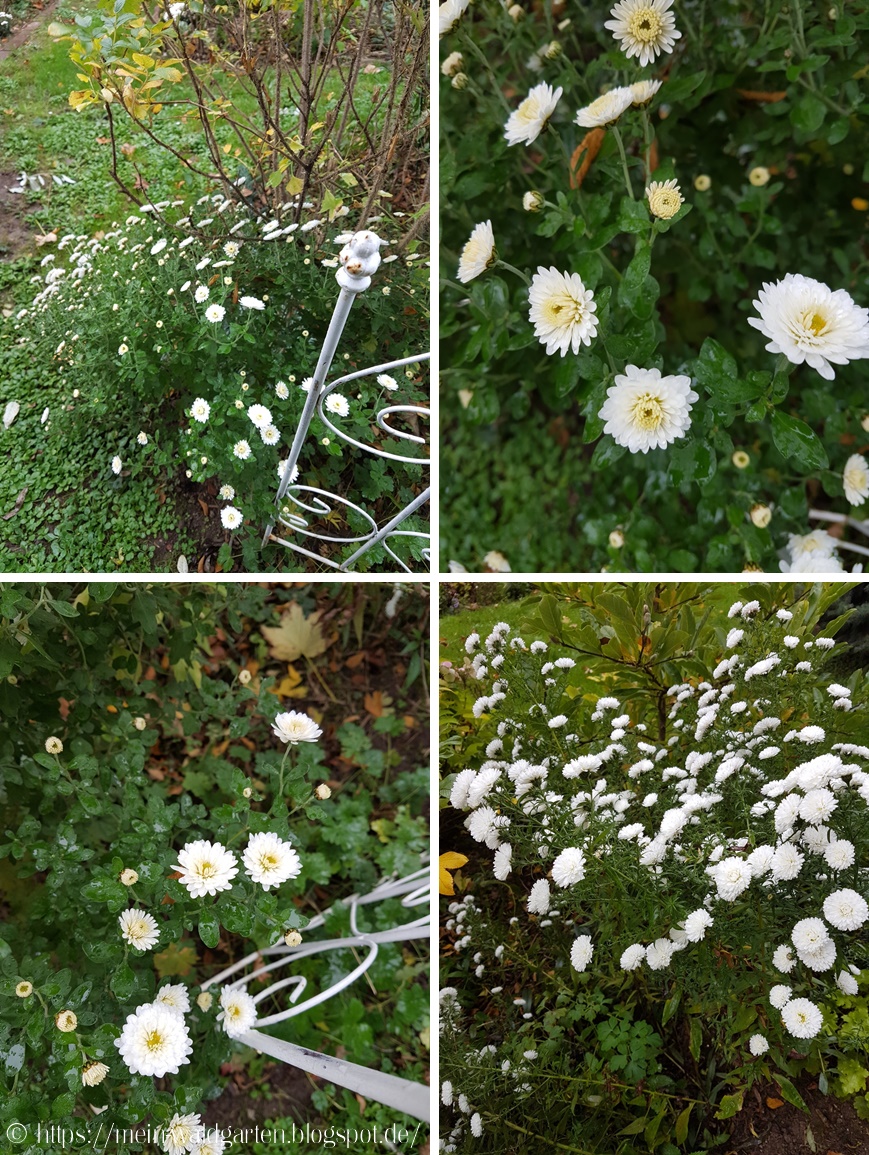 Mein Waldgarten Am Gartenzaun