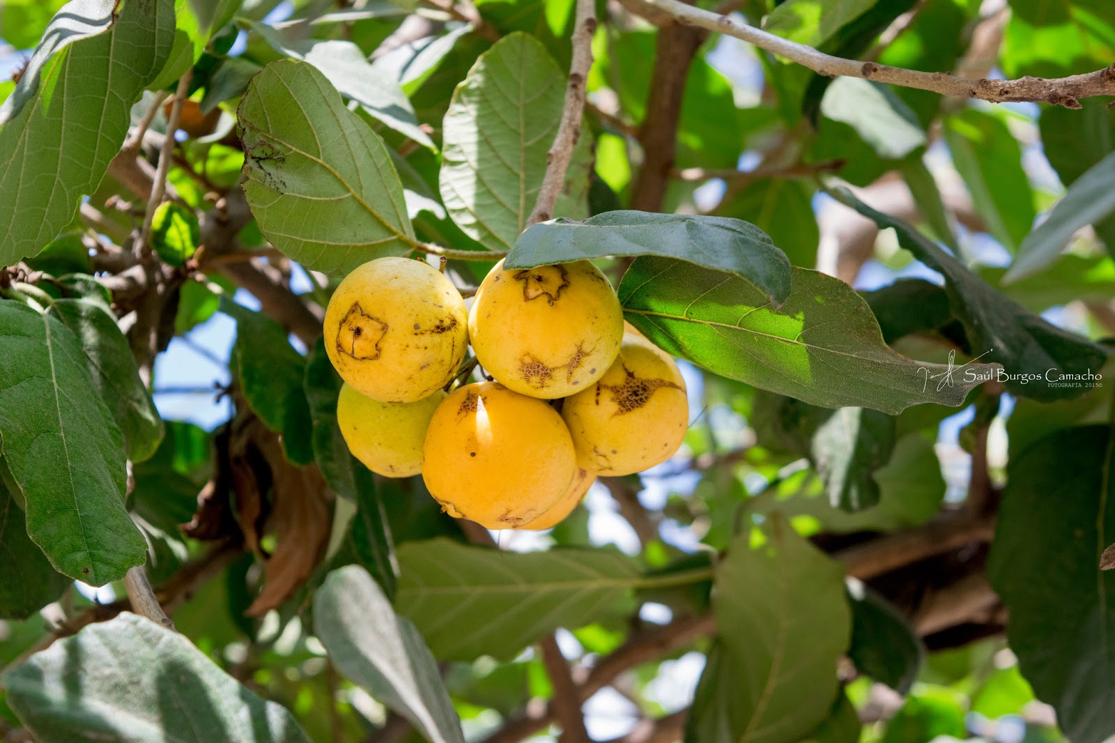 плод из латинской америки 8 букв. момбин жёлтый. матасано фрукт. жаботикаба в калифорнии. плод из латинской америки 8 букв.