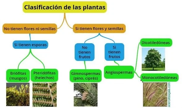 Clasificación de las plantas según sus características botánicas