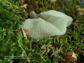 Pseudohydnum gelatinosum IMG143139