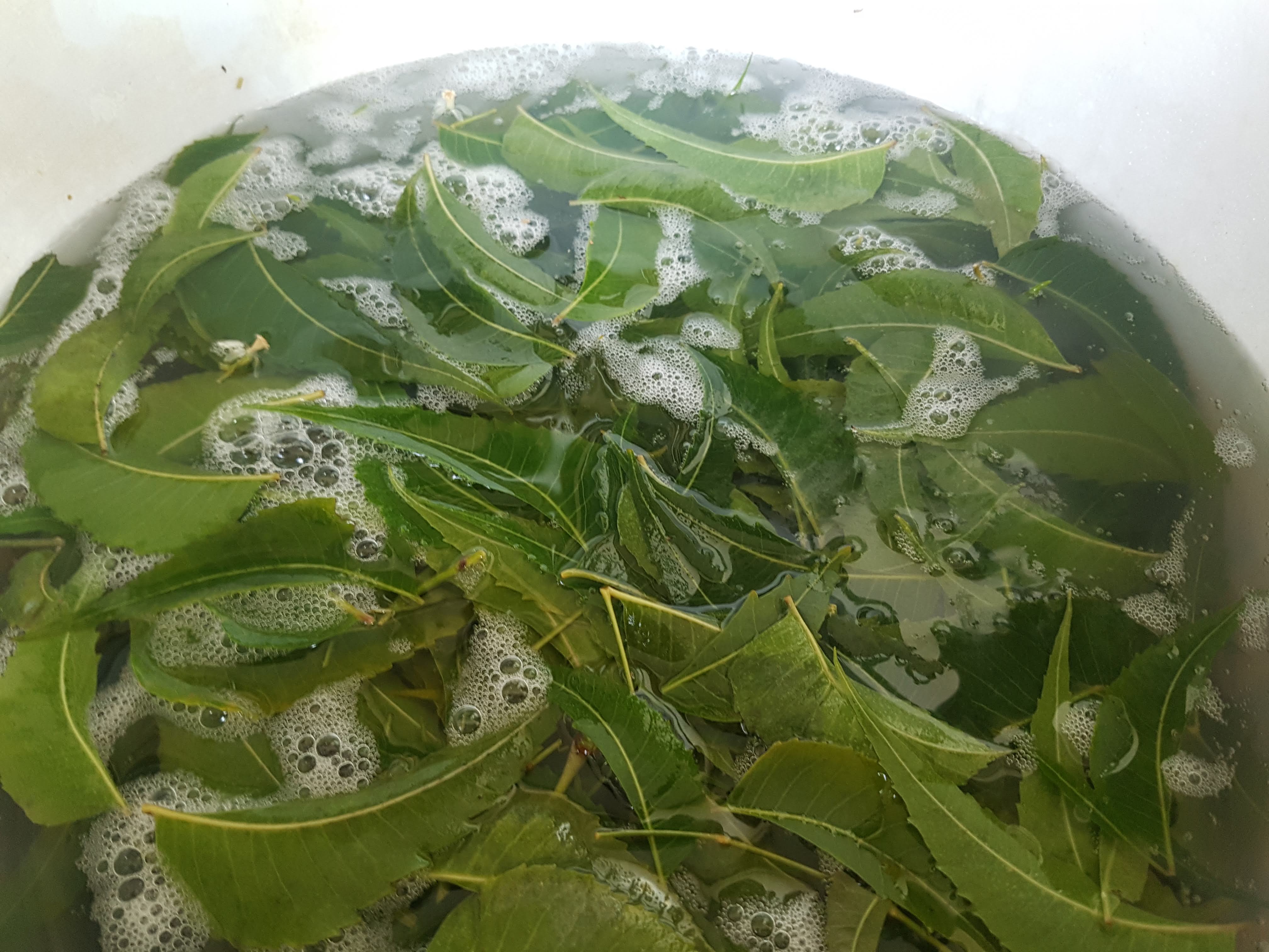 My Farm In The City Neem water test