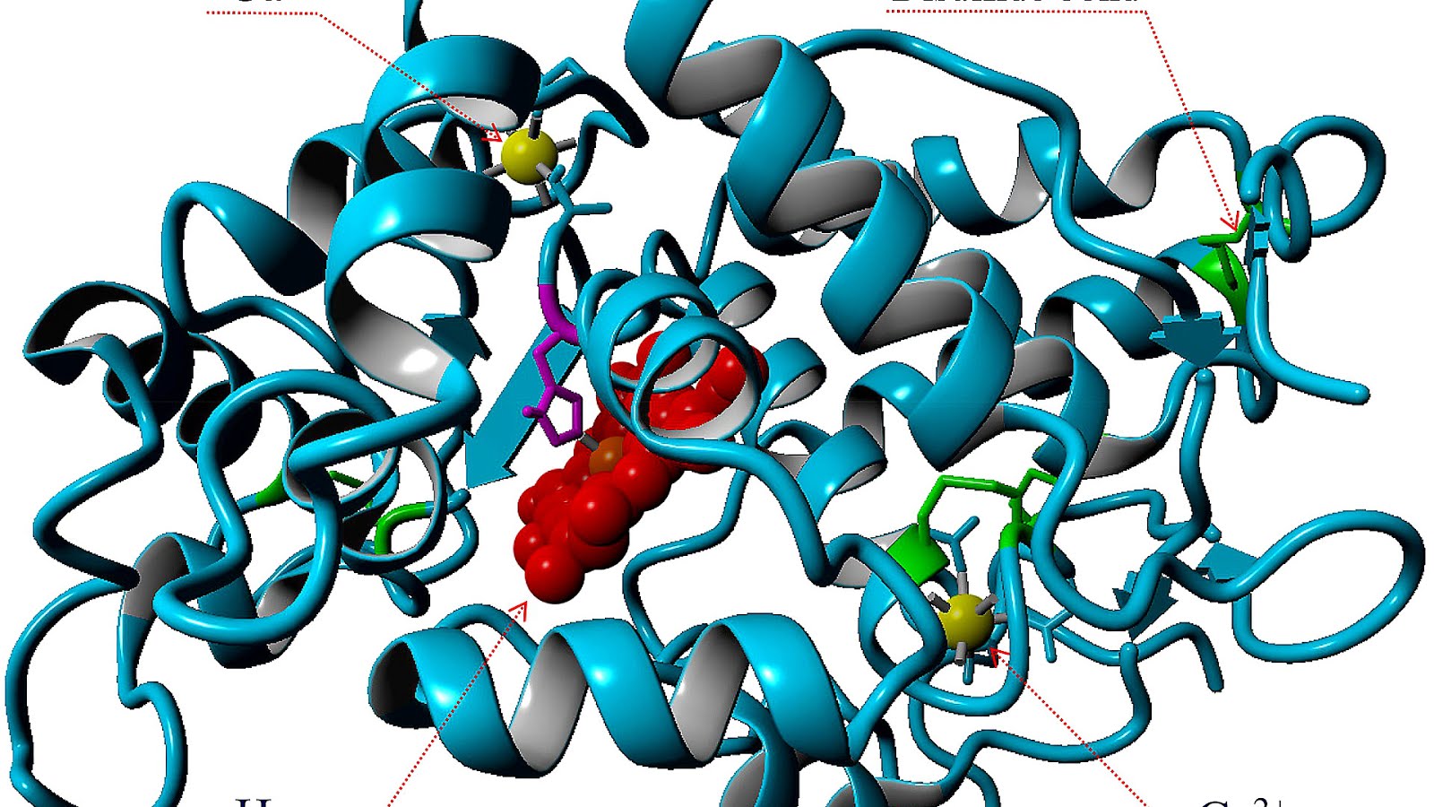 Peroxidase From Horseradish Horse Choices