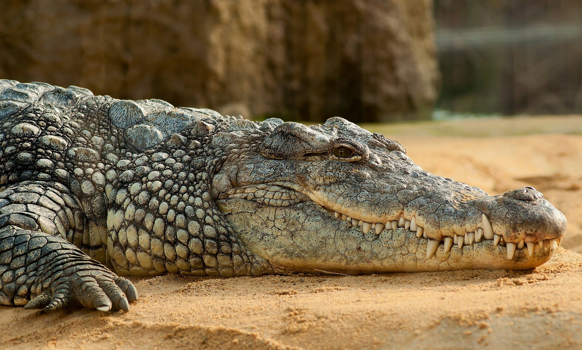 Reptiles: characteristics and examples