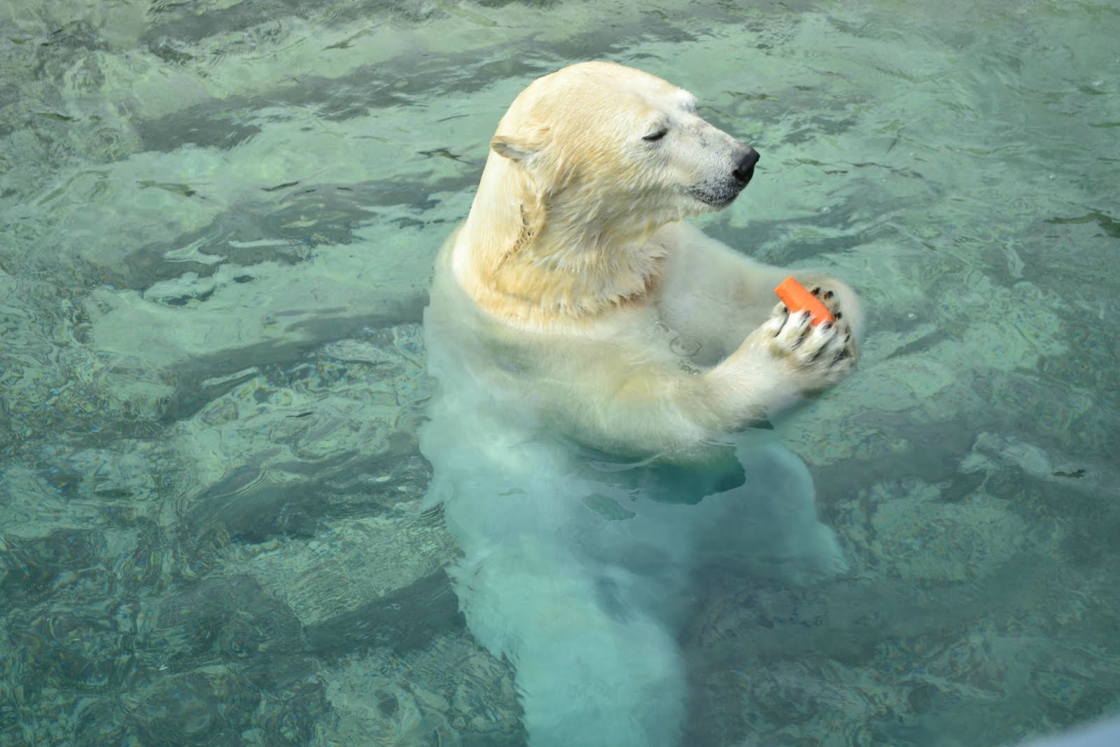 Funny animals of the week (25 pics) Amazing Creatures