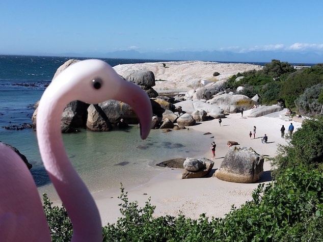 Flamingo travel mascot at Boulder's Beach in Simon's Town