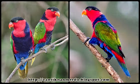 Mengenal Berbagai Jenis Burung Nuri Yang Ada Di Indonesia