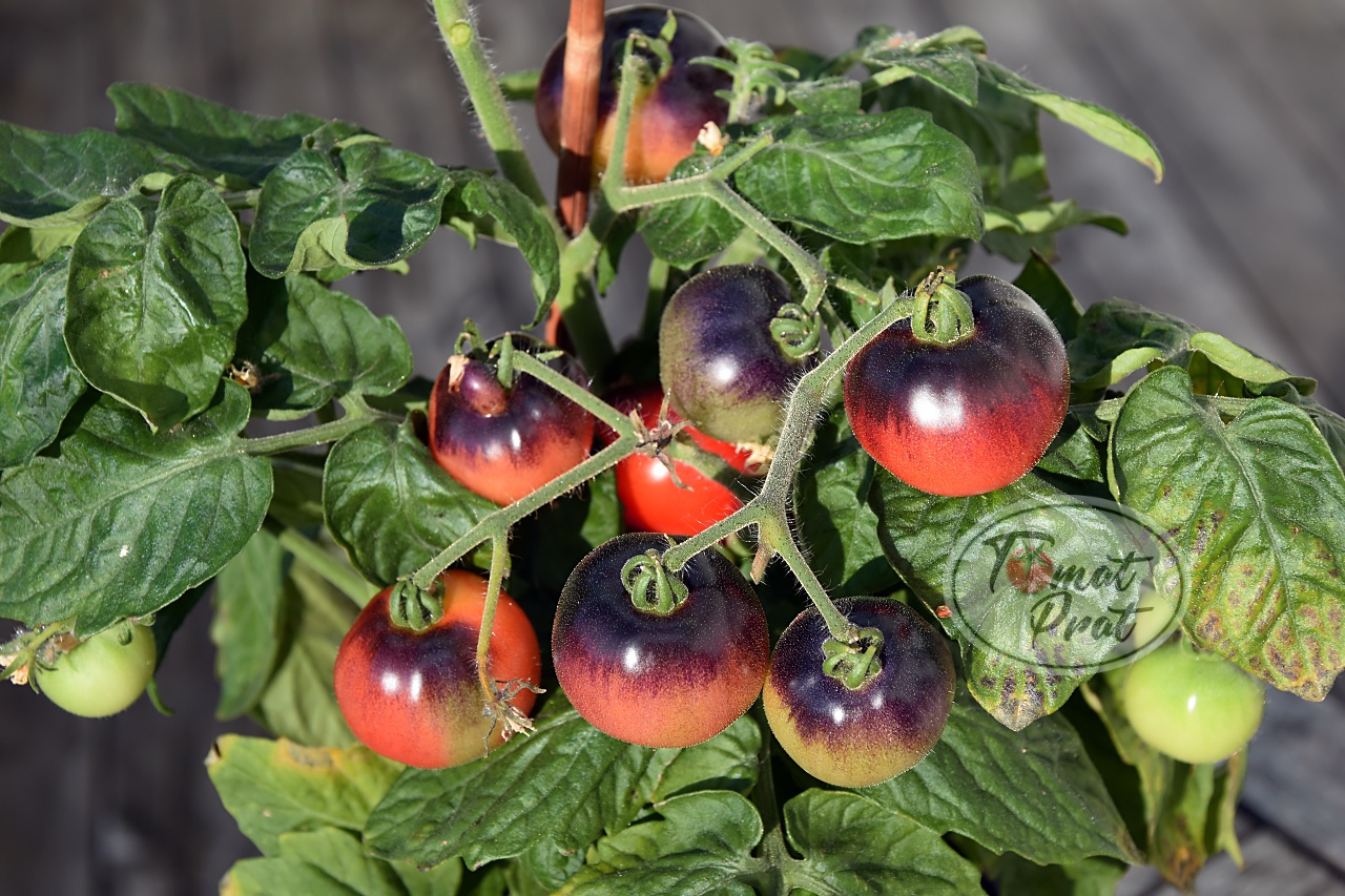 Helenes Tomater: Blaue Zimmertomate