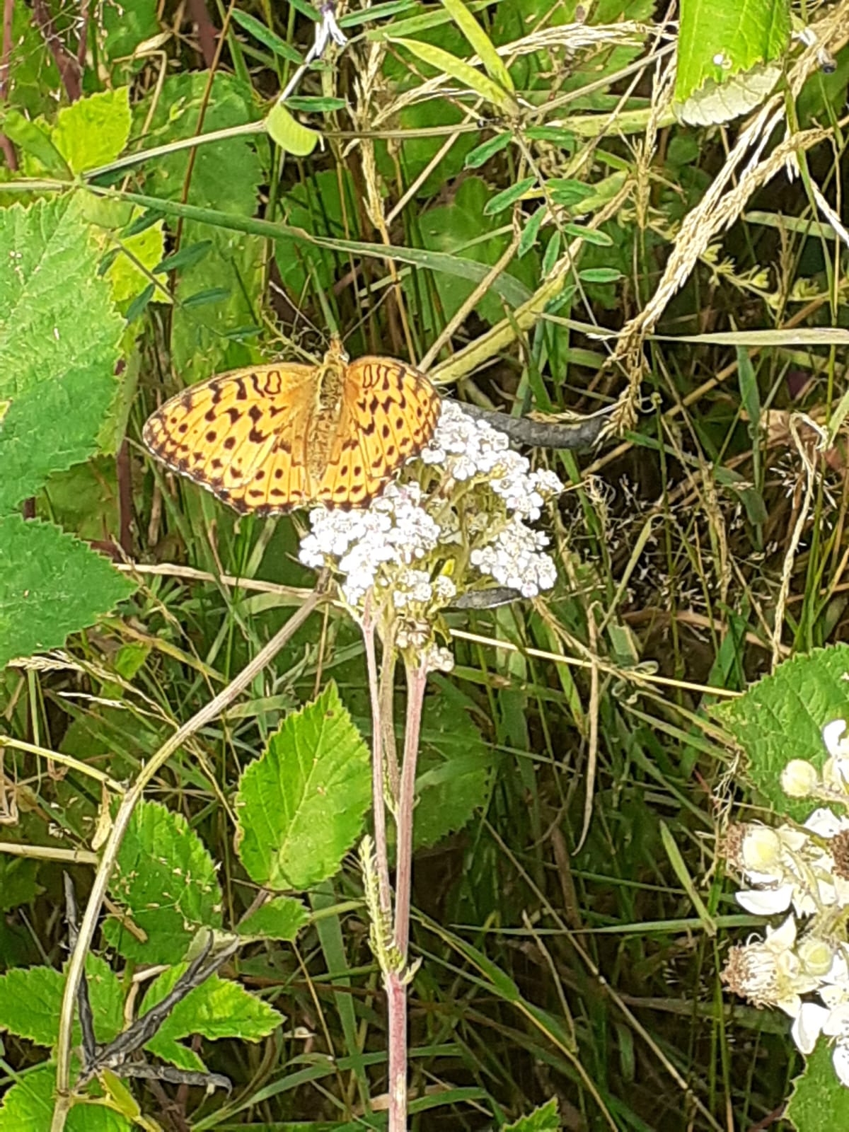 RANDO SENOUIRE La Chapelle Bertin Allégre