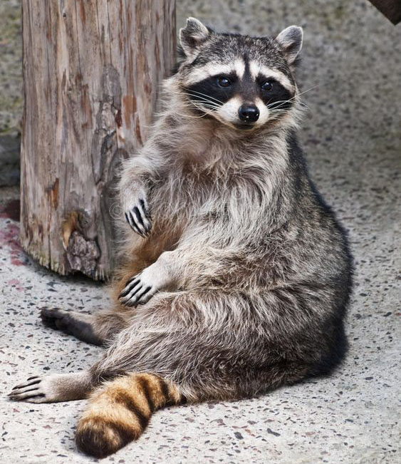 Your Maine Coon Guide