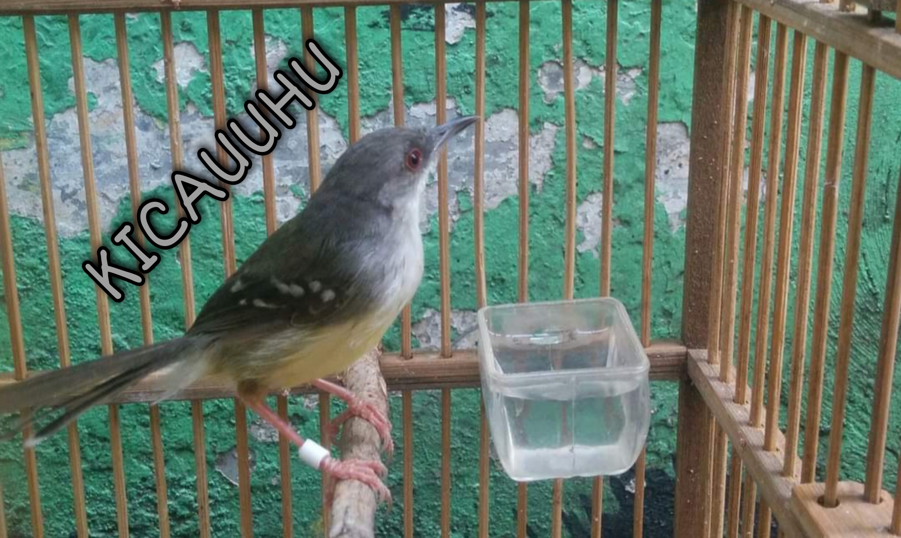 Perbedaan Ciblek Kristal Dan Semi Perawatan Terbaik