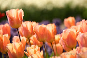 Keukenhof 2011