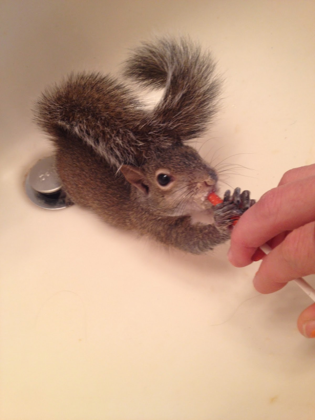 Vegan Crunk Baby Squirrel Update