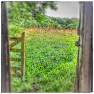 Hazy rainy view of a field of tall grass, edged by the door of a stable and a field gate.