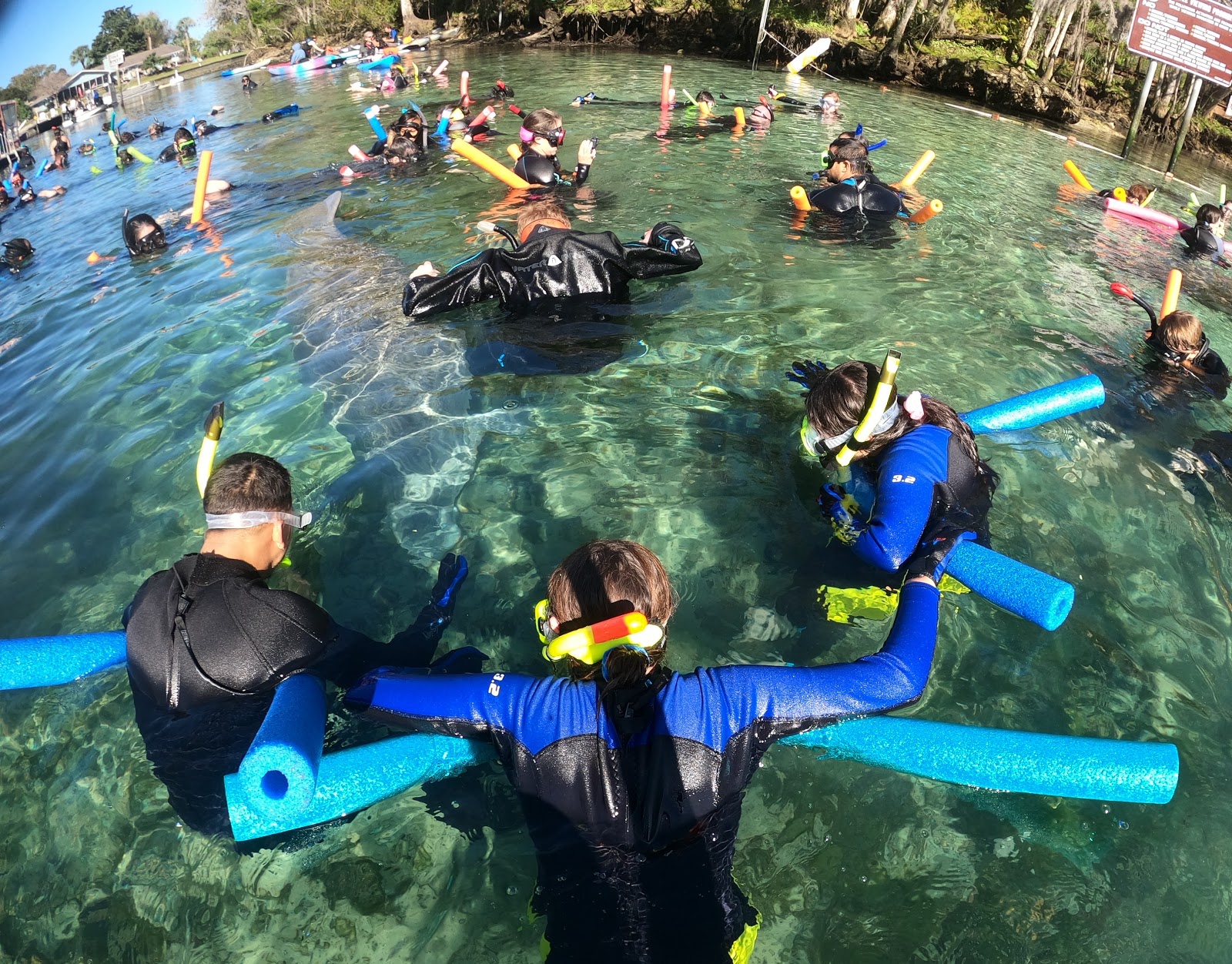 Swimming with the Manatees February 22, 2020
