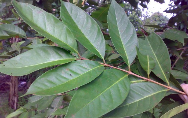 Pokok daun sanna