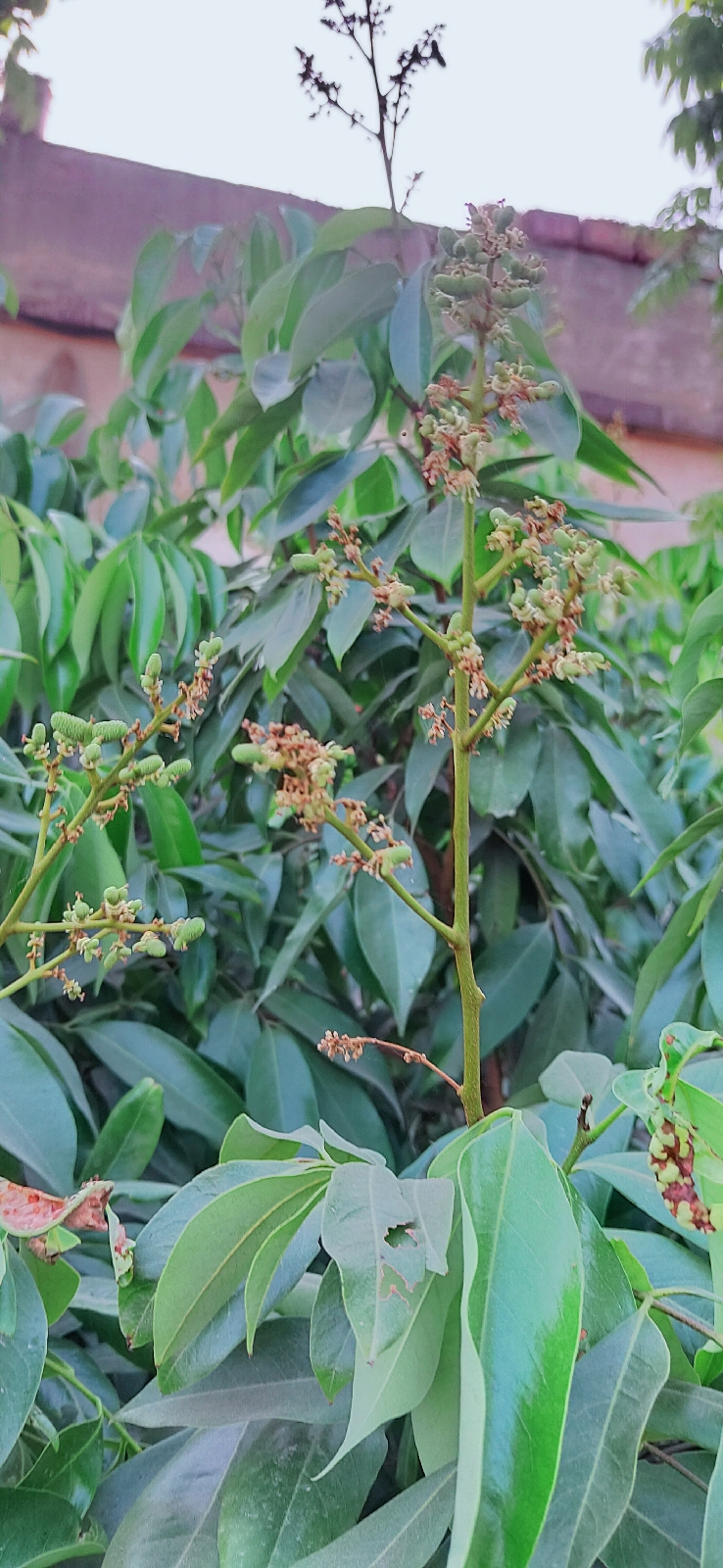 mango tree Health benefits of mango