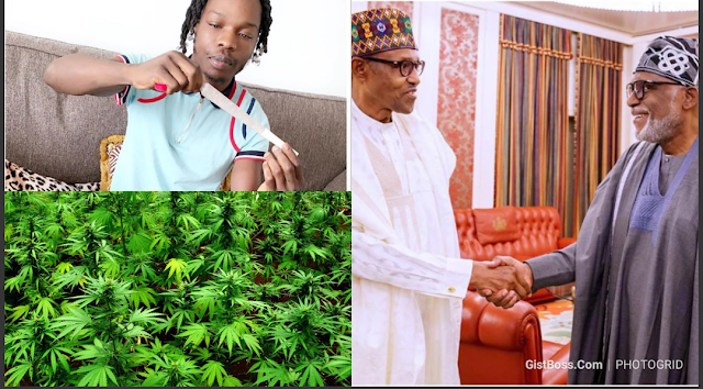 Gov. Akeredolu of  Ondo State Ask Buhari To Legalize  marijuana(weed) in Nigeria