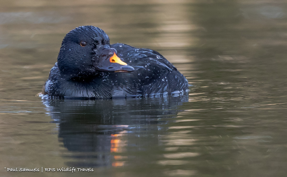 Common Scoter