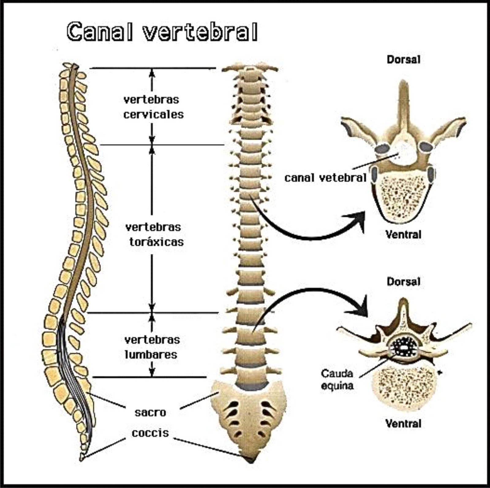 Reeducação Postural Global e Coluna Vertebral Coluna Vertebral Reeducação Postural Global e Coluna Vertebral Coluna Vertebral