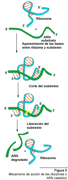 Bacterias Actuaciencia: marzo 2016