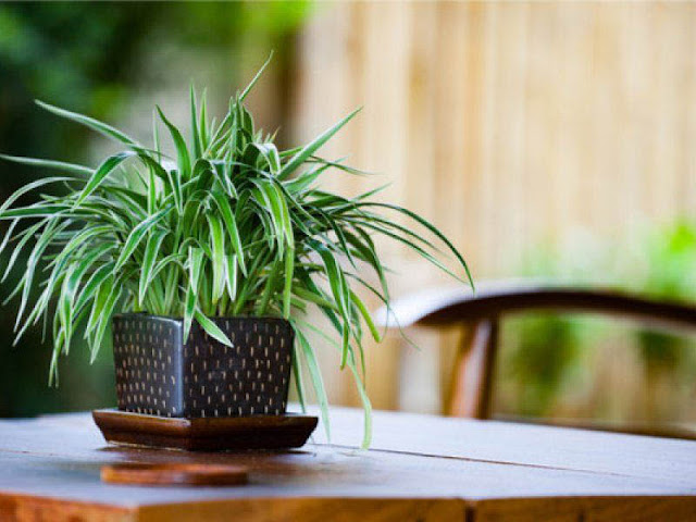 Indoor Plants In Glass Bottles