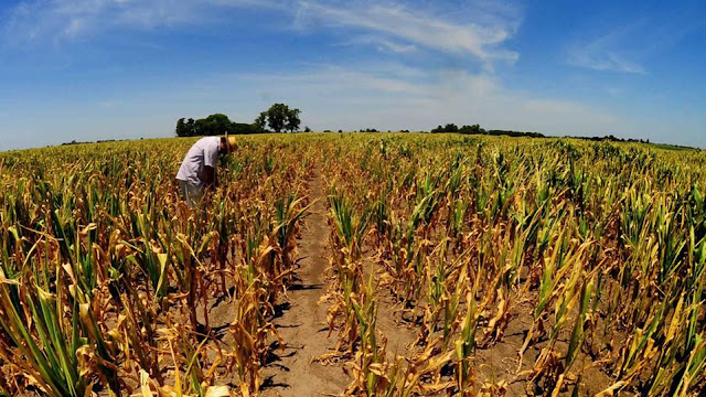 Pega sequia a productores, alistan padrón por sinistro de maíz