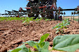 Harrowing sunflowers