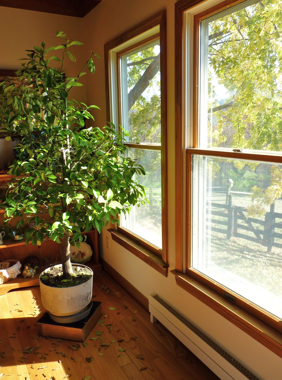 Mountain Glen Farm Journal My Potted Grapefruit Tree