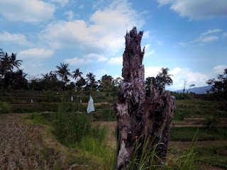 The Remaining Of Dry Tree Trunk In The Rice Fields At Ringdikit Village, Buleleng, North Bali, Indonesia