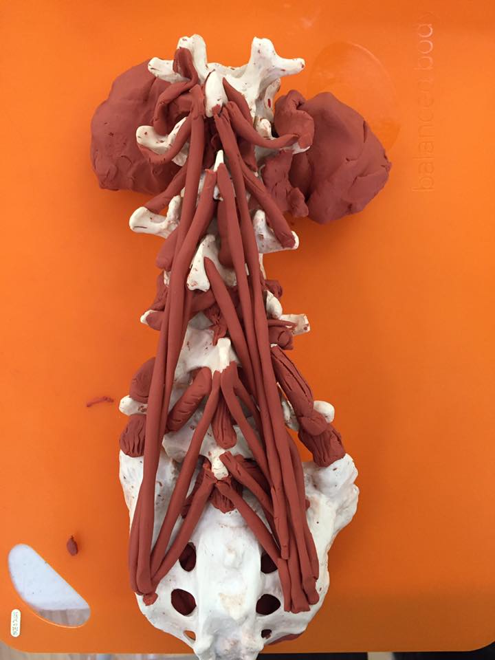 The Burrow Anatomy in Clay