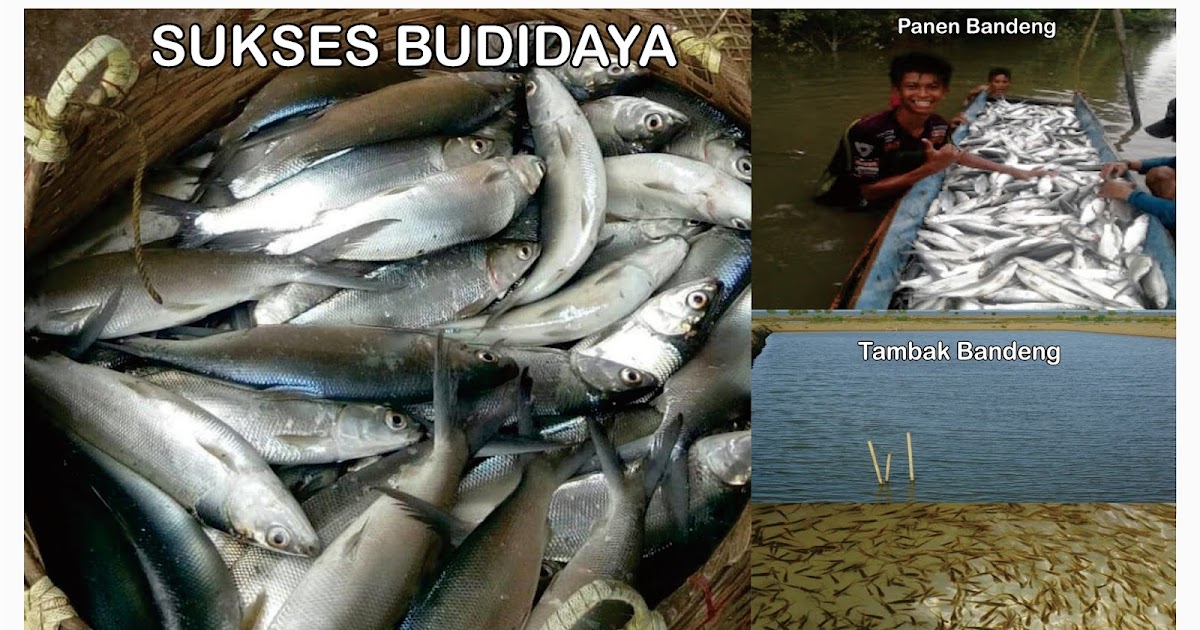 Cara Mudah Agar Ikan Bandeng Cepat Besar Dan Cepat Panen Cara Mudah Agar Ikan Bandeng Cepat Besar Dan Cepat Panen