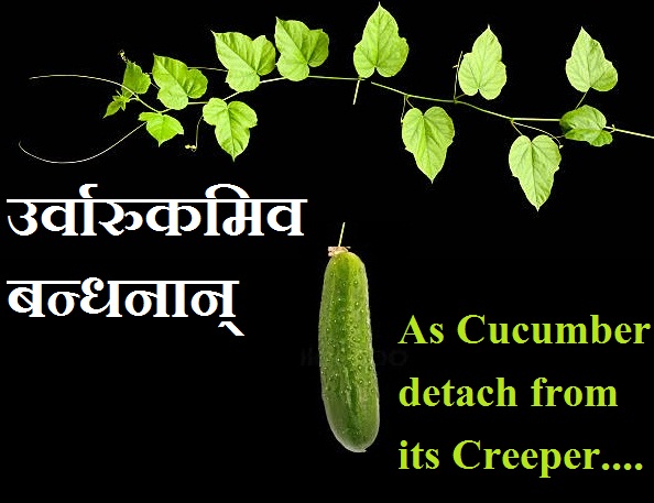 ME & MY THOUGHTS: 1211. Cucumber detach from creeper..