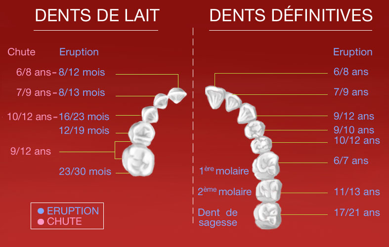 Sont Souvent Sur Des Dents 11 Lettres Dr Benoit Paquin: Éruption dentaire