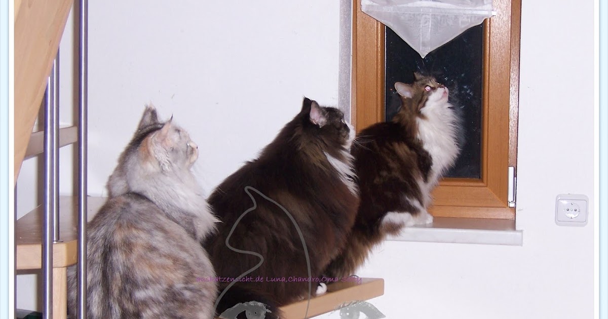 Auskatzensicht Katzenverhaltensberatung