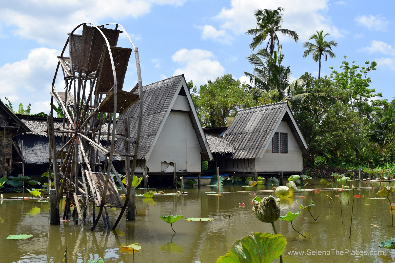 Bangkok Lotus Farm