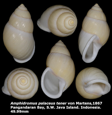 Amphidromus palaceus tener 49.99mm